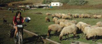 Visiting traditional sheepfold to sample their cheese, Romania | Sue Badyari