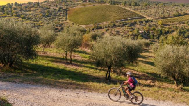 Gorgeous bike paths lined with olive trees in Tuscany