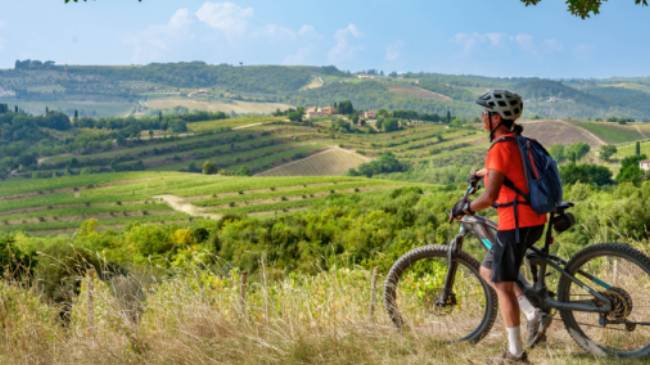 Cycle through olive trees in Tuscany